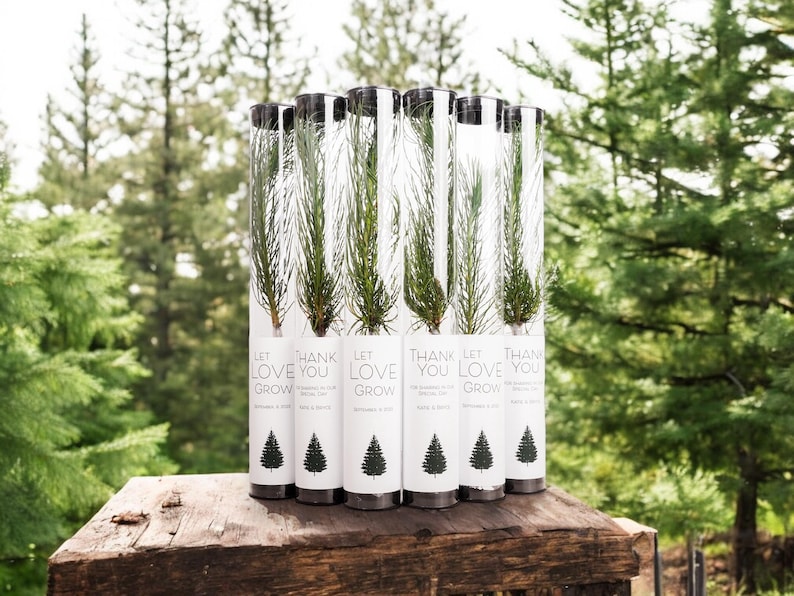 BULK 100 Let Love Grow Wedding Favor | Pine Seedling Wedding Favor | Gift Tree Wedding Favor | Spruce Wedding Favor | Bridal Shower Favor