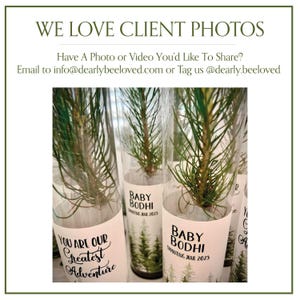 BULK 100 Let Love Grow Wedding Favor | Pine Seedling Wedding Favor | Gift Tree Wedding Favor | Spruce Wedding Favor | Bridal Shower Favor imagen 12