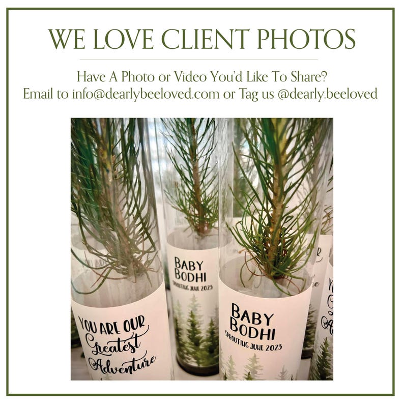 BULK 100 Let Love Grow Wedding Favor | Pine Seedling Wedding Favor | Gift Tree Wedding Favor | Spruce Wedding Favor | Bridal Shower Favor imagen 12