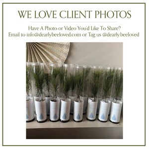 BULK 100 Let Love Grow Wedding Favor | Pine Seedling Wedding Favor | Gift Tree Wedding Favor | Spruce Wedding Favor | Bridal Shower Favor imagen 19