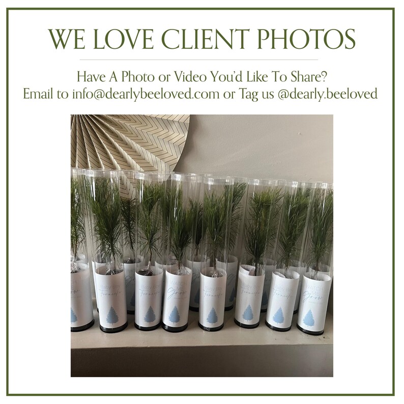 BULK 100 Let Love Grow Wedding Favor | Pine Seedling Wedding Favor | Gift Tree Wedding Favor | Spruce Wedding Favor | Bridal Shower Favor imagen 19