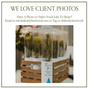 BULK 100 Let Love Grow Wedding Favor | Pine Seedling Wedding Favor | Gift Tree Wedding Favor | Spruce Wedding Favor | Bridal Shower Favor imagen 13