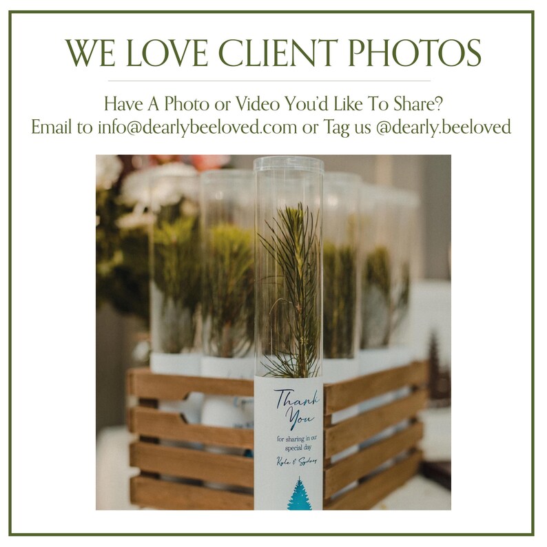 BULK 100 Let Love Grow Wedding Favor | Pine Seedling Wedding Favor | Gift Tree Wedding Favor | Spruce Wedding Favor | Bridal Shower Favor imagen 13