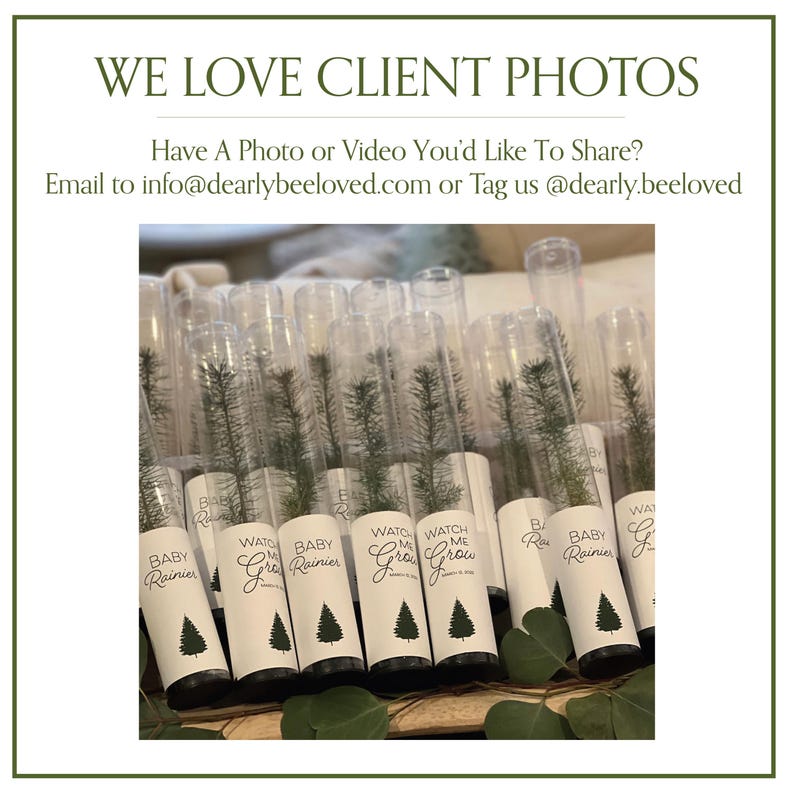 BULK 100 Let Love Grow Wedding Favor | Pine Seedling Wedding Favor | Gift Tree Wedding Favor | Spruce Wedding Favor | Bridal Shower Favor imagen 14
