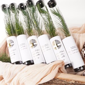 BULK 100 Let Love Grow Wedding Favor | Pine Seedling Wedding Favor | Gift Tree Wedding Favor | Spruce Wedding Favor | Bridal Shower Favor