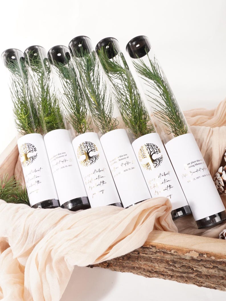 BULK 100 Let Love Grow Wedding Favor | Pine Seedling Wedding Favor | Gift Tree Wedding Favor | Spruce Wedding Favor | Bridal Shower Favor
