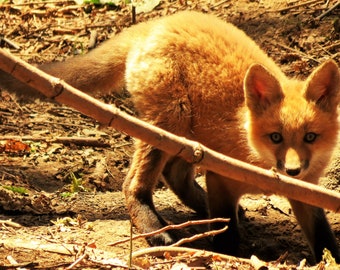Baby Fox, Kit, Baby Animal, Photo, Digital Download, Picture, Photography, Nature, Animal, Wildlife
