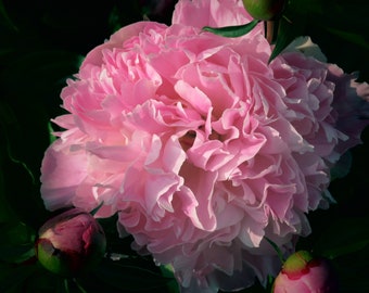 Pink Peony Nature Floral Flower Peony Photography Photo Photograph Digital Download Garden