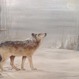 Winter Wolf