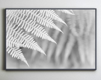 Fern Fronds II - Botanical Leaf Print or Canvas Print in Black & White or SepiaWall Art Poster Framed or Unframed Photograph by Alan Copson