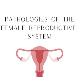 May include: Illustration of the female reproductive system, showing the uterus, fallopian tubes, and ovaries. The text "Pathologies of the Female Reproductive System" is above the illustration.
