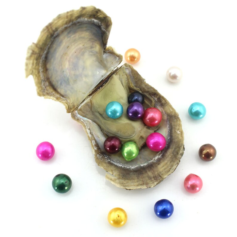 20 PCS Akoya Oysters With Edison Pearl Inside 912mm AAA Etsy