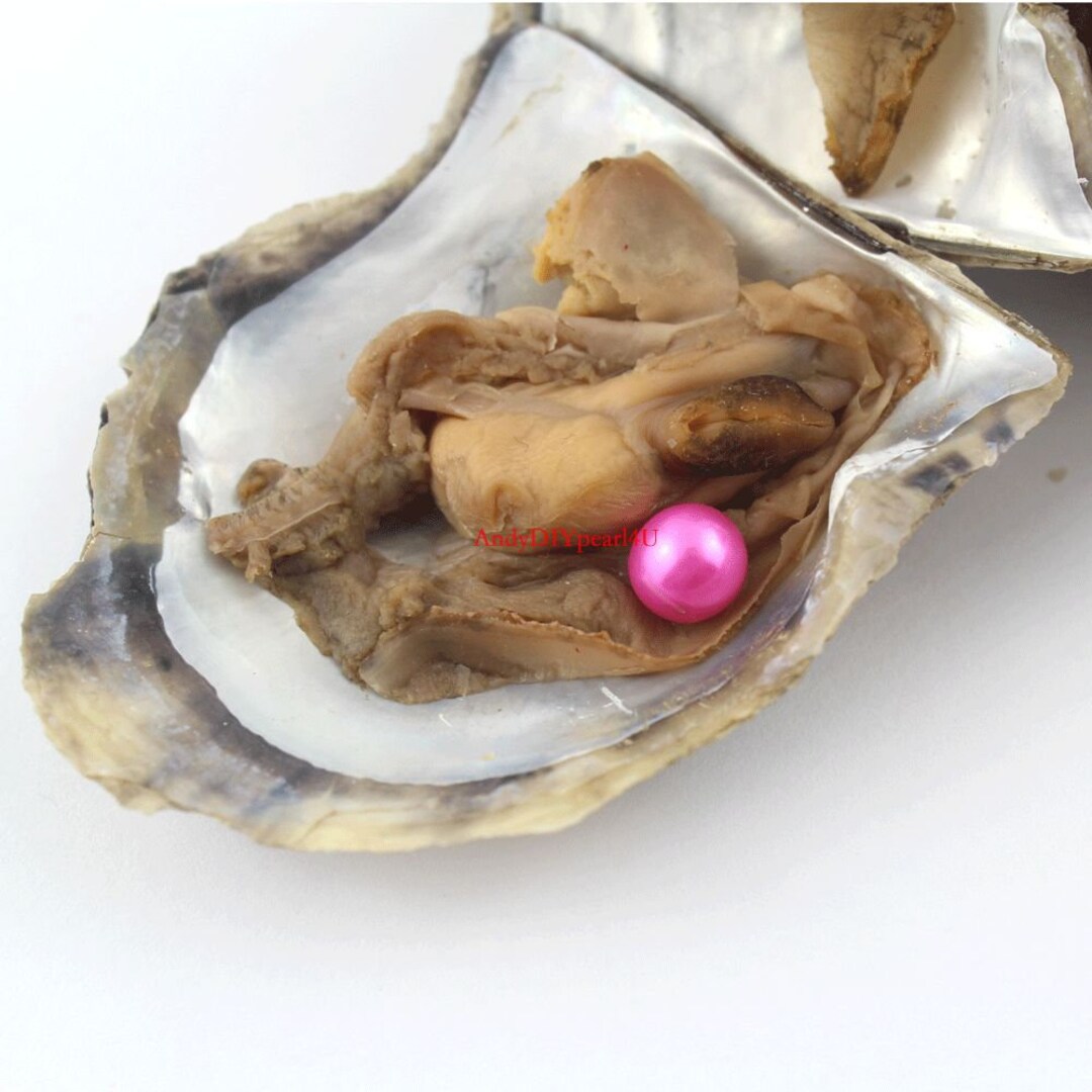 Saltwater Akoya Oyster With Round 67mm Pearl Inside Open an Etsy