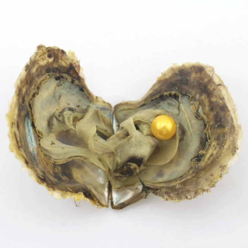 20 PCS Akoya Oysters With Edison Pearl Inside 912mm AAA Etsy