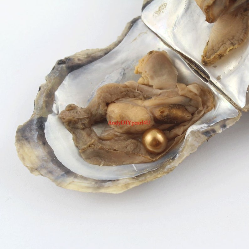 Akoya Oysters Pearl With 78mm Round AAAA Pearl in Oyster Etsy