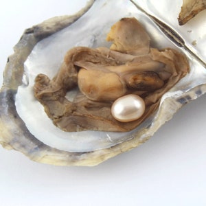 Freshwater Oyster pearl,Rice Oval 7-8mm AAA Pearl in Oyster,Saltwater Pearl Oyster FW Pearl Oyster,Bulk Wholesale 18 Colors C-9#