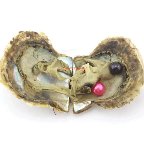 Twins Hot Saltwater Akoya Oyster with 2pcs Round Pearl 6-8mm Mixed Colors Twins Hot Saltwater Akoya Oyster with 2pcs Round Pearl 6-8mm Mixed Colors