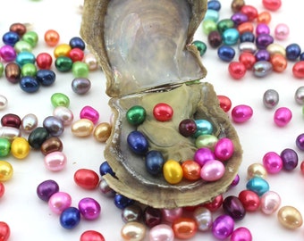 5pcs Akoyal Oysters, Each Oyster with Triplets 7-8mm AAA Oval Pearls, Three Rainbow Oval Pearls Inside Each Oyster, Bulk Wholesale