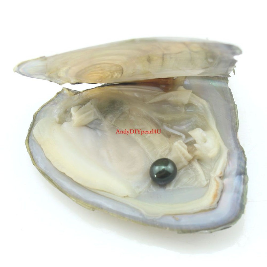 3100 Pcs Oyster With 21 Pearls,freshwater Oyster Pearl,round 67mm