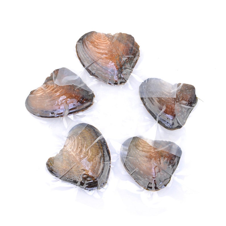 Hot sale 50 PCS 7-8mm Rice Oval AAA Freshwater with Pearl oysters,Hot pink,Red,Blue,Orange,Yellow,Green,Champagne,Brown,Black,Bulk,Wholesale