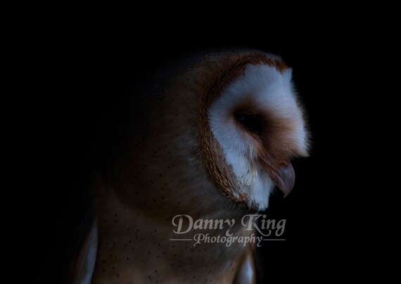 Barn Owl In The Night Etsy