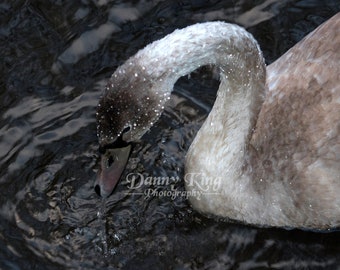 Beautiful Cygnet