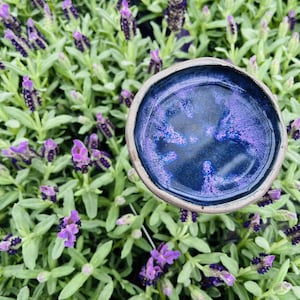 May include: A small, round, blue ceramic dish with a speckled purple glaze. The dish is sitting on a bed of lavender plants.