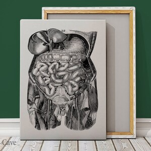 Retro Anatomical Prints Intestine Cotton Canvas, Digital Print, Anatomy Art, Aesthetic Decor, Old World, Old Prints #629