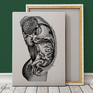 Anatomical Inside Organ Poster Cotton Canvas, Digital Print, Anatomy Art, High Art, Room Decoration, Canvas Wall Art #642
