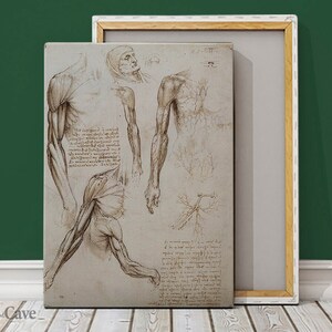 Muscles Of The Upper Limbs Da Vinci Anatomy Cotton Canvas, Digital Print, Anatomy Art, Gift Idea, Aged Print, Art Collection #650