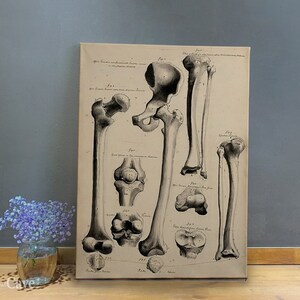 Retro Anatomical Print John Fotherby Cotton Canvas, Digital Print, Anatomy Art, Anatomy Print, Room Decoration, Old Prints #659