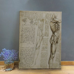 Da Vinci Anatomy The Muscles Of The Leg Cotton Canvas, Digital Print, Anatomy Art, Aesthetic Decor, Illustration Print, Rare Art #661