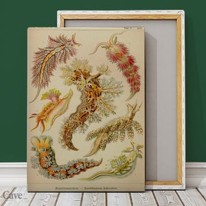 Retro Mollusk Nudibranchia Ernst Haeckel Cotton Canvas, Digital Print, Botanical, High Quality, Reproduction, Rare Art #606