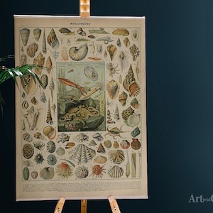 Adolphe Millot Mollusques Cotton Canvas, Digital Print, Botanical, Modern Art, Illustration Print, Vibrant Colors #680