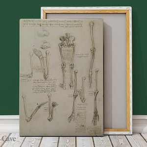 Da Vinci Anatomical Print Bones Cotton Canvas, Digital Print, Anatomy Art, Cotton Decor, Reproduction, Iconic Designer #652