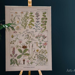 Retro Botanical Print Digestive Plants Science Cotton Canvas, Digital Print, Botanical, Wall Art, Old World, Art Collection #672