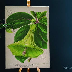 Retro Flower Print Devils Trumpets Floral Cotton Canvas, Digital Print, Botanical, Art Print, Unique Gift, Rare Art #705