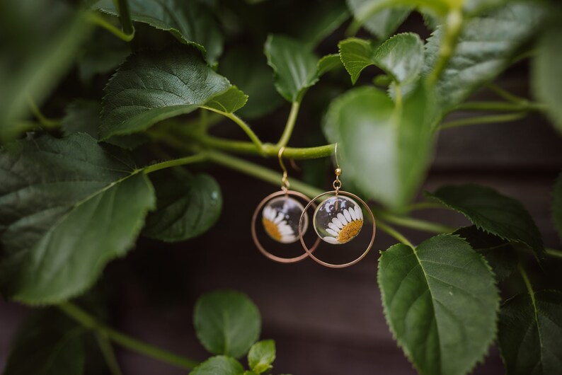 Real Daisy Earrings Botanical Jewellery Pressed Flower Etsy