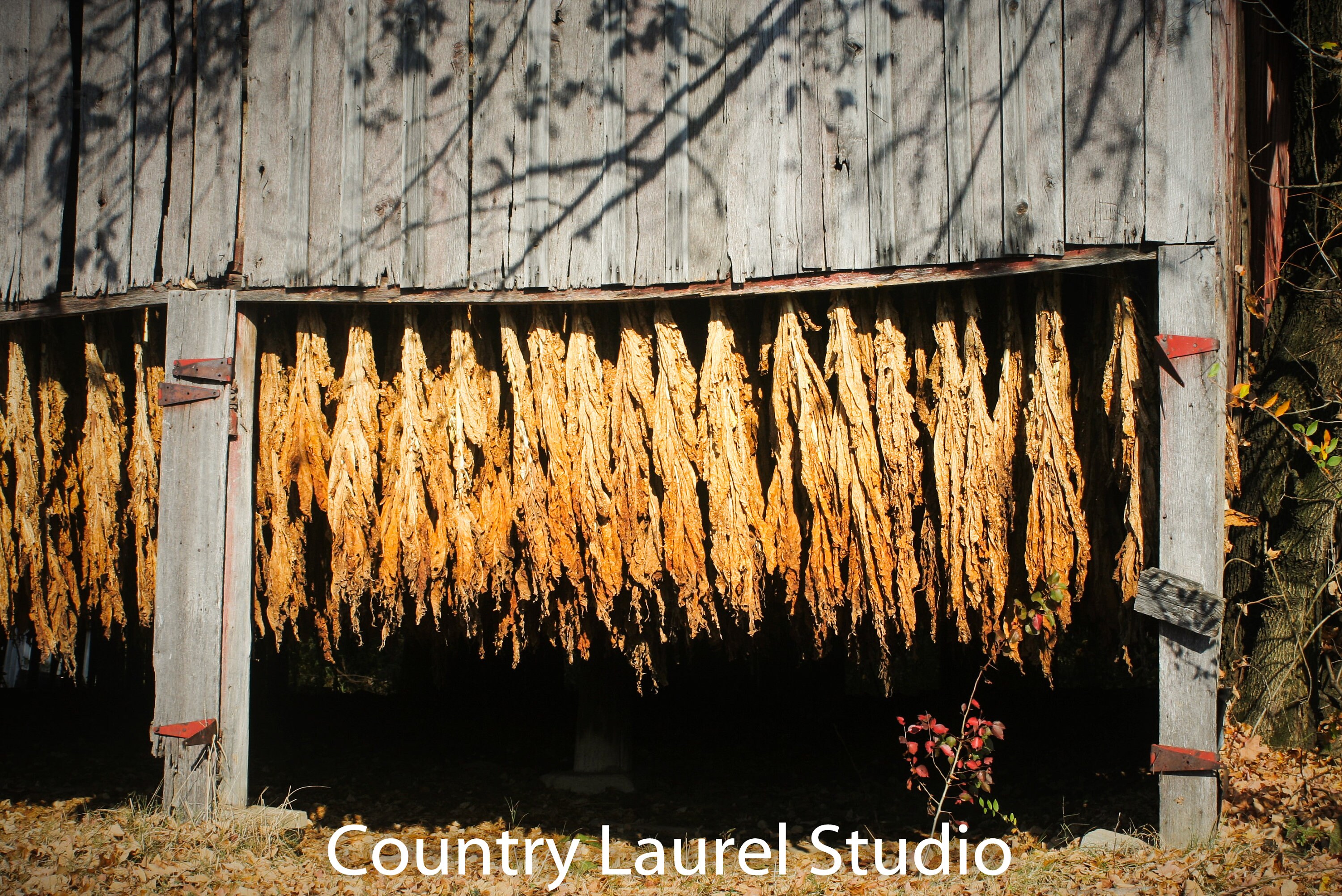 Tobacco Barn Instant Download Photograph Harvest Crop Rural Print Etsy UK