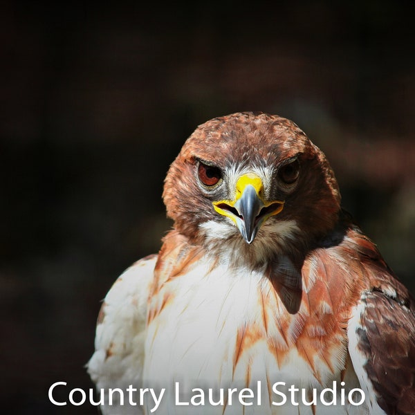 Red Tail Hawk Photograph Instant Download Raptor Photo Birds Nature Prints Natural Hunter Powerful Direct and Bold