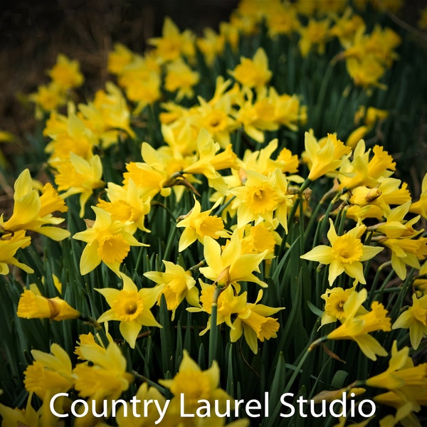 Daffodil Field Photograph Instant Download Spring Flowers Yellow Nature Print Botanical Photo