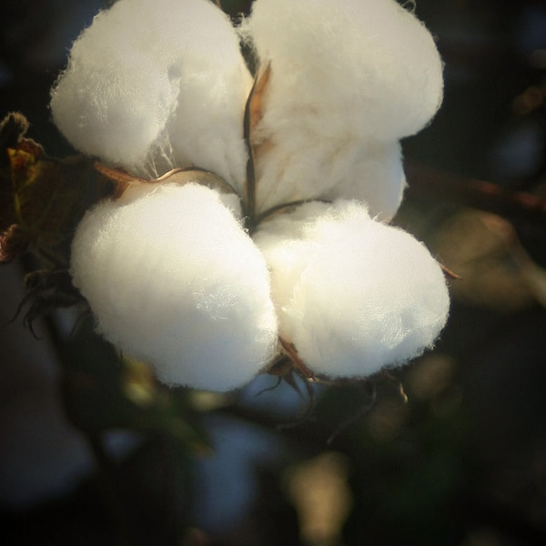 Cotton- Instant Download Harvest Photography Cotton Close-up Printable Southern Crop Photo