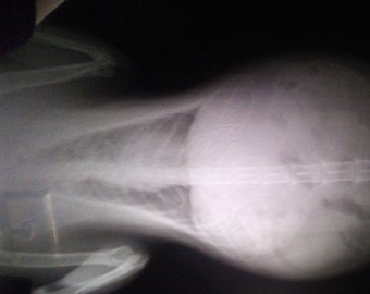 X-ray of cat, Radiograph of feline, Veterinary,  Oddity,  Curiosity, Halloween