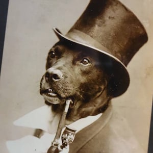 May include: A black and white photo of a dog wearing a top hat and holding a pipe in its mouth. The dog is wearing a white collar and a dark jacket.