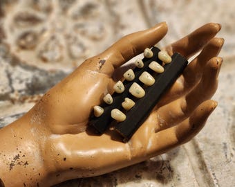 Vintage Numbered Human Teeth, Dental, Fake Teeth, False teeth, Vintage, Model, Oddities, Curiosities, Teeth, Dental Anatomy Model, Creepy
