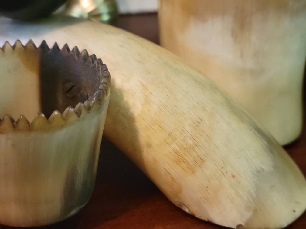 Vintage Animal Horn Desk Organizer Real Horns Taxidermy Etsy