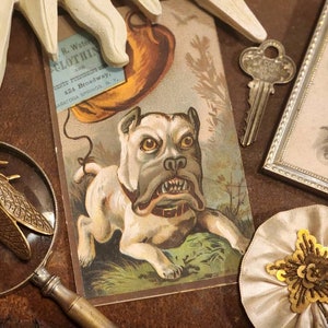 Antique Trade Card, Dog, Bulldog, Ephemera, Mad Dog