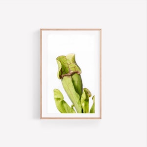 Pitcher Plant Wall Art, Botanical Digital Print, Carnivorous Print, Tropical Plant Art, Minimalist Pitcher Plant Art Print, Botanical Print