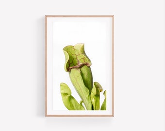 Krug Pflanze Wandkunst, botanische Digitaldruck, fleischfressende Druck, tropischen Pflanze Kunst, minimalistische Krug Pflanze Kunstdruck, botanische Druck