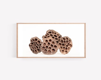 PANO Dried Lotus Wall Art Digital File, Lotus Seed Pod Print, Lotus Wall Art, Minimalist Lotus Art Print, Botanical Poster